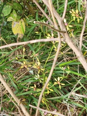 Cyrtochilum
