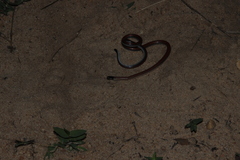 Apostolepis dimidiata