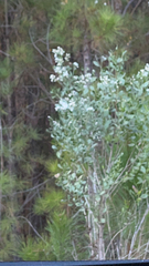 Baccharis halimifolia