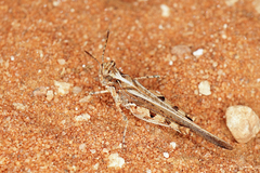 Pycnostictus seriatus