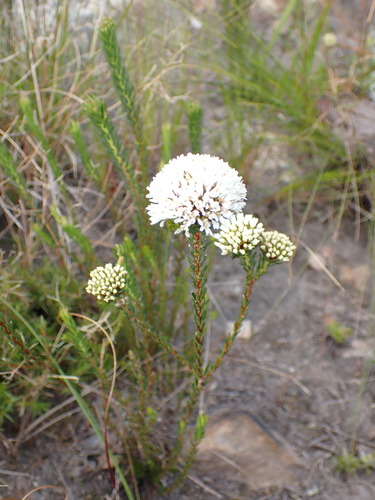 Image of Agathosma bifida by (c) Ren Hoekstra, some rights reserved (CC BY)