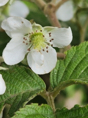 Rubus adenotrichos