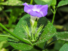 Ipomoea meyeri