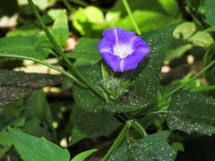 Ipomoea meyeri