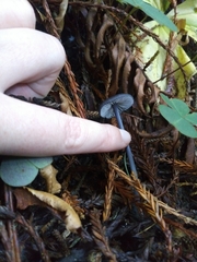 Cyanula