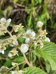 Rubus adenotrichos