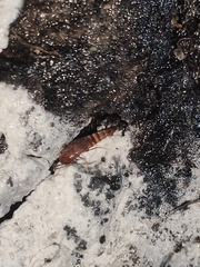 Sepedophilus