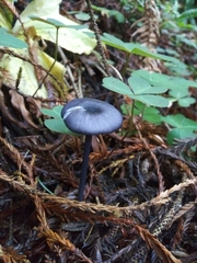 Cyanula