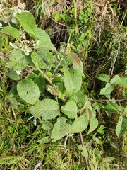 Rubus adenotrichos