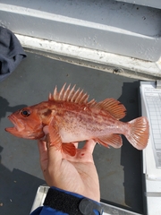 Sebastes auriculatus