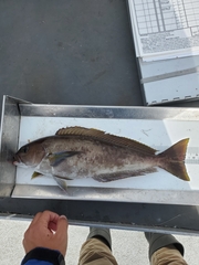 Caulolatilus princeps