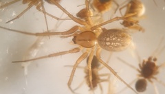 Bolyphantes luteolus