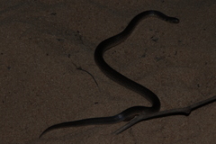 Atractus pantostictus