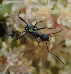 Myrmhopla