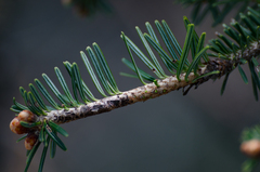Abies spectabilis