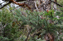 Abies spectabilis