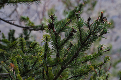 Abies spectabilis