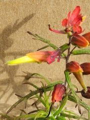 Castilleja fissifolia