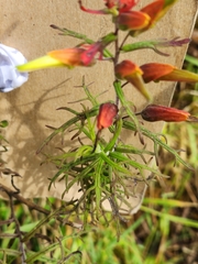 Castilleja fissifolia