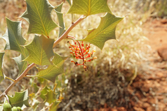 Grevillea wickhamii