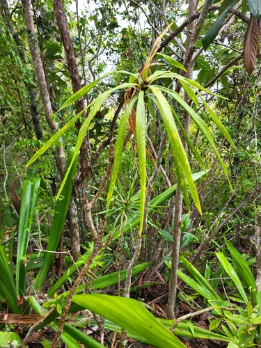 Dracaena reflexa