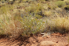 Grevillea wickhamii