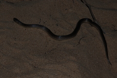 Atractus pantostictus