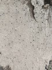Ostropomycetidae