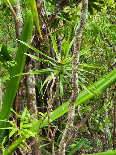 Dracaena reflexa