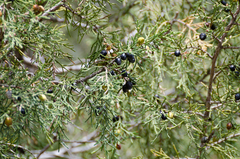 Juniperus indica