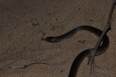 Atractus pantostictus