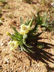 Ferraria macrochlamys macrochlamys