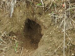 Oryctolagus cuniculus