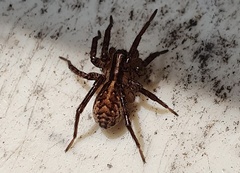 Hygrolycosa rubrofasciata