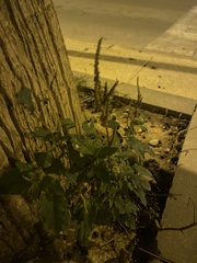 Amaranthus deflexus
