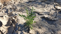 Astragalus crotalariae