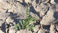 Astragalus crotalariae