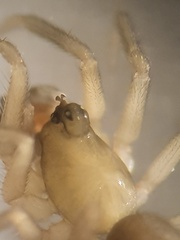 Walckenaeria alticeps