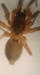 Walckenaeria alticeps