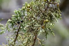 Juniperus indica