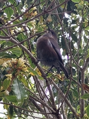 Zosterops borbonicus