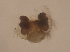 Walckenaeria alticeps