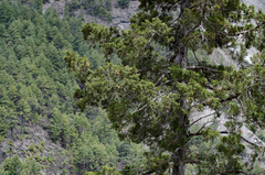 Juniperus indica