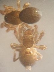 Glyphesis servulus