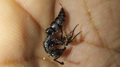 Pachycondyla crassinoda