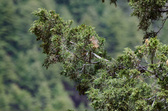 Juniperus indica