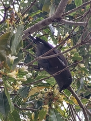 Zosterops borbonicus