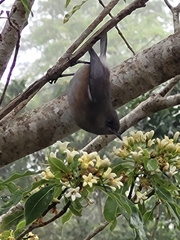 Zosterops borbonicus