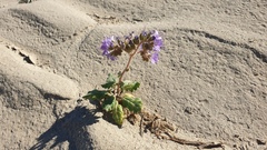 Phacelia crenulata ambigua