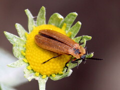 Lycus fulvellus